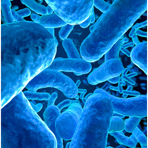 Legionella bateria